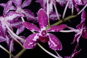 Vandachostylis Pinky Diamond Giant AM/AOS 84 pts.